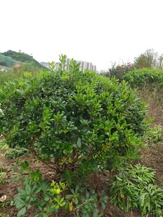 绿意盎然的户外灌木丛