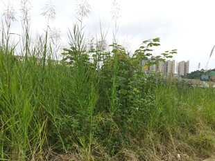 野外茂盛的绿色植物景观