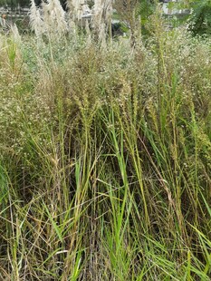 野外茂盛的绿色芦苇丛