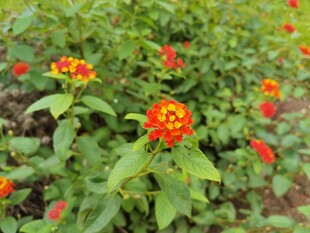 鲜艳百日菊绽放绿意间