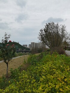 郊外绿意盎然的自然景致