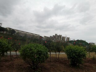 阴天的绿植景观