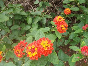 多彩马缨丹绽放绿意间