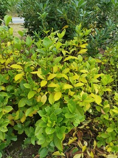 黄绿相间的繁茂植物