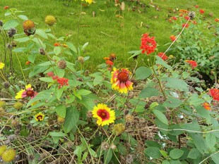 多彩花卉绽放于绿意间