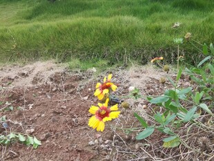 野外绽放的艳丽小野花