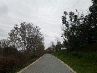 乡间小路静谧自然之景