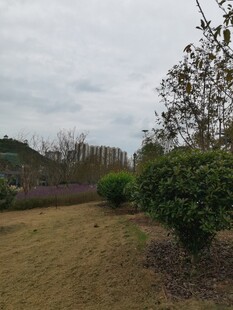 户外自然景观中的绿植