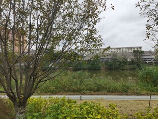 郊外自然风景树木与草地