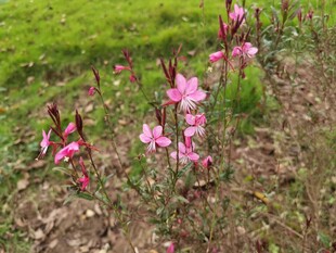 粉色小花绽放于绿地间