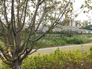 河边光秃树木与绿植景观