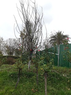 冬日枯树于绿意草地间