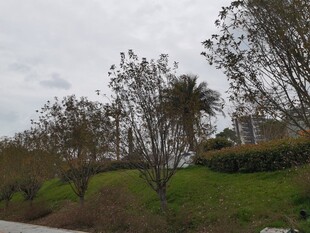 户外绿意盎然的自然景致