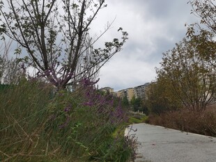 户外小径旁的绿植与花卉