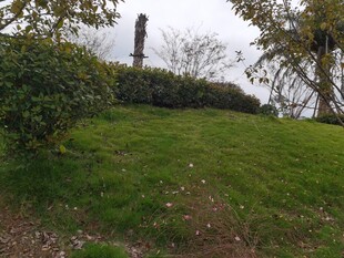 户外草地与绿植景观