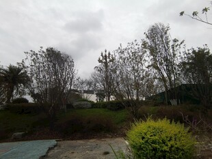 阴天户外的树木与绿植景观