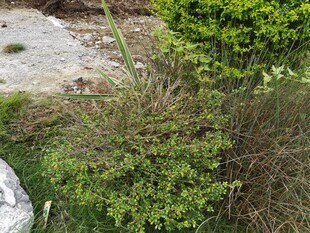 户外繁茂绿植景观