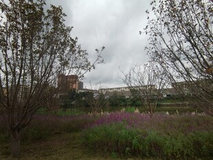 郊外花草树木风景图