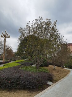 城市园林景观一角