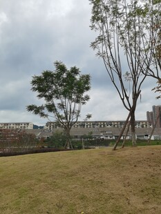 阴天草地旁的树木与建筑