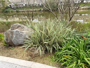 园林景观中的石与绿植