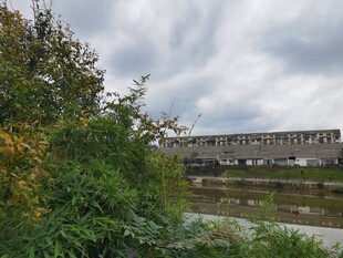 郊外绿植旁的陈旧建筑