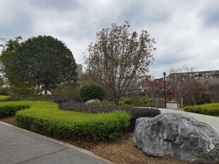 园林景观中的巨石与绿植