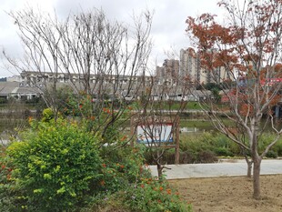 城市公园中的绿植与景观