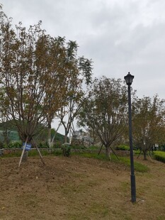 公园草地与路灯景观