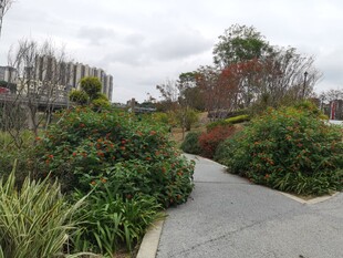 城市中的静谧绿植小径