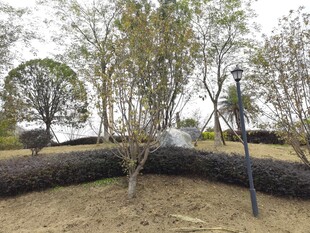 公园内的树木与景观设施