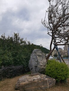 枯树旁的巨石与绿植景观