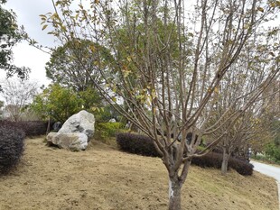 园林景观中的树木与巨石