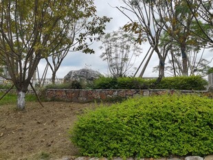 户外绿植景观一角