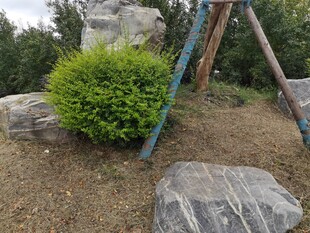 户外绿植与岩石景观