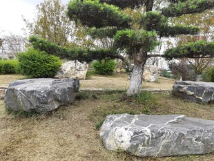 园林景观中的奇石与盆景