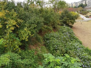 户外绿植景观一角