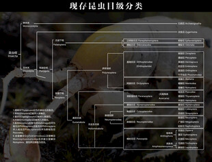 现存昆虫目级分类
