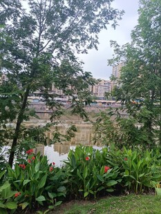 城市中绿意盎然的自然景致