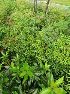 绿意盎然的繁茂植物景观