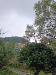 山林间的绿意景致