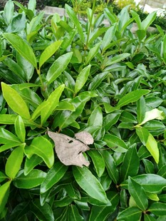 绿叶丛中的枯叶