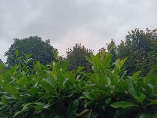 绿意盎然的植物景观