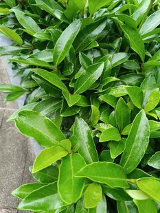 翠绿生机盎然的绿植叶片