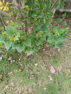 绿叶黄花的植物景观