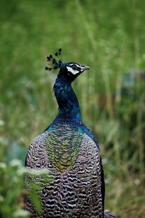 美丽孔雀于绿意中展示身姿