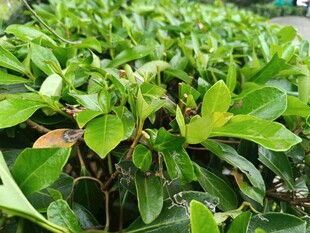 翠绿繁茂的绿植景观