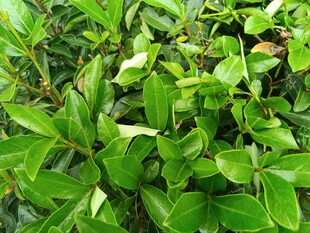 翠绿繁茂的植物叶片