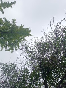 仰视下的繁茂树木枝叶