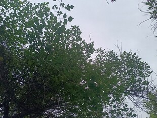 绿树成荫的自然景象